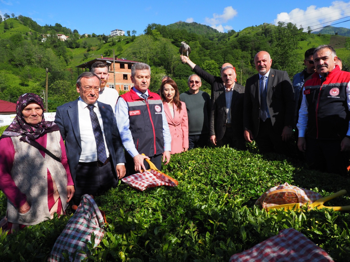DOĞU KARADENİZ'DE ÇAY HASADI ÇOŞKUSU ARTVİN KEMALPAŞA 'DA DEVAM ETTİ